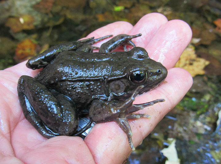 Green Frogs